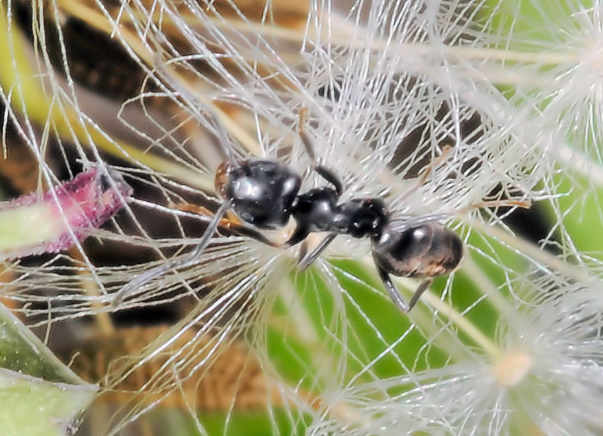 La formica....officinale....